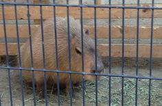 大阪心斎橋でカピパラに会う!_a0267202_22534841.jpg
