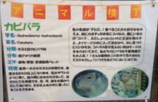 大阪心斎橋でカピパラに会う!_a0267202_22551130.jpg
