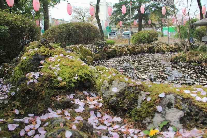 浅間神社の桜_a0188405_10232930.jpg