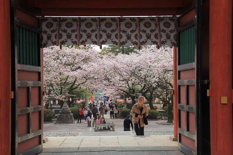 浅間神社の桜_a0188405_102342100.jpg