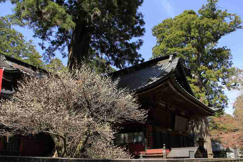 浅間神社の桜_a0188405_10312750.jpg