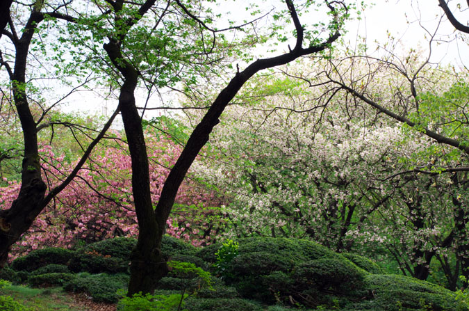 新宿御苑の八重桜3_a0263109_1511381.jpg