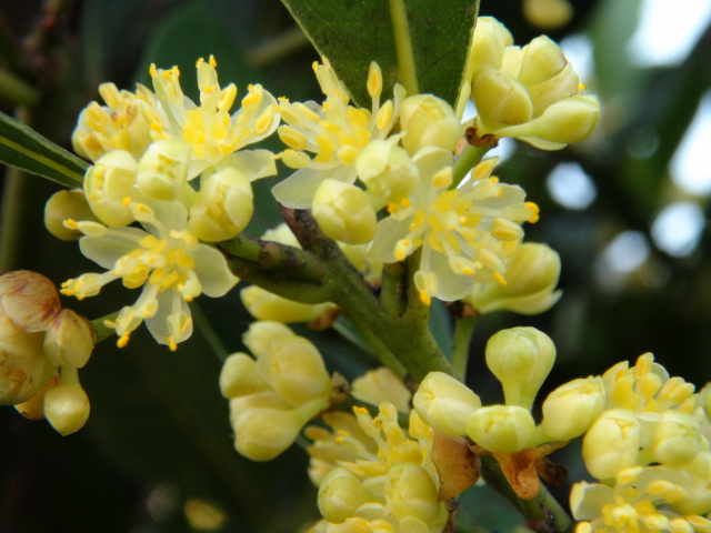 ユニークローリエ 月桂樹 花 すべての美しい花の画像