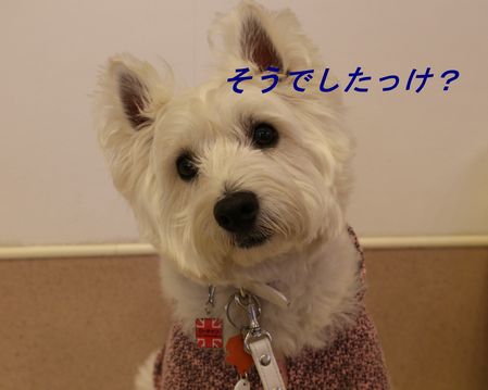 a0161111_23404953.jpg