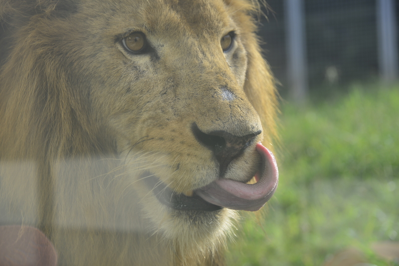 2012.9.12 伊豆アニマルキングダムのライオンちゃん 【Lion】_f0250322_1552494.jpg