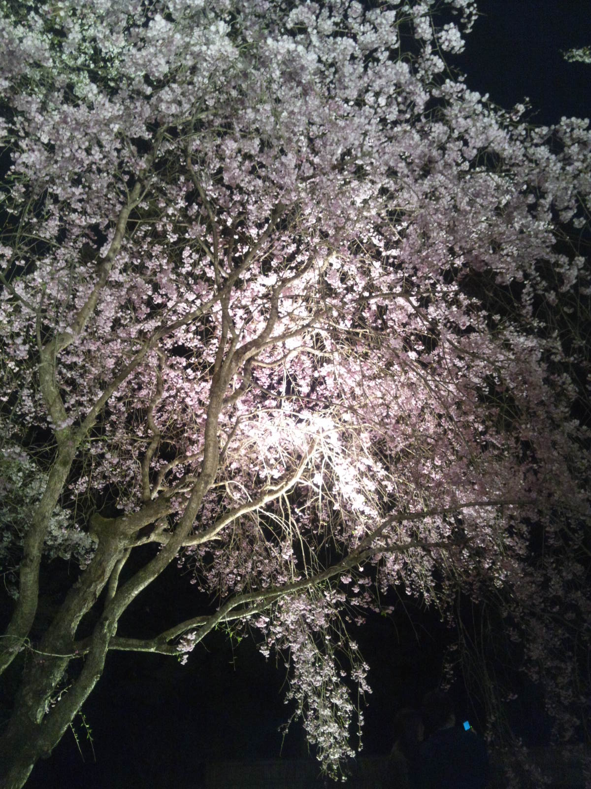 観桜茶会_d0248624_11531570.jpg