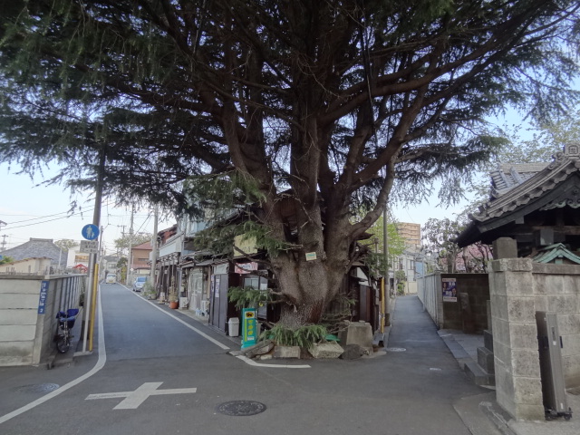 芭蕉は歩く２万歩上野の細道　_e0016828_1272989.jpg