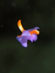 13.4.12 ハマウリ_b0100730_20512385.jpg