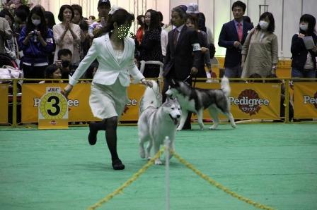 ジャパンインター2013　in東京ビッグサイト_f0077931_1435761.jpg