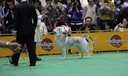 ジャパンインター2013　in東京ビッグサイト_f0077931_14503217.jpg