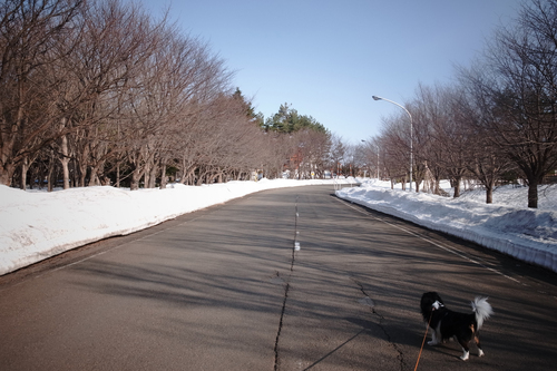 札幌市は積雪ゼロ宣言なんだけど。_c0051132_20161016.jpg