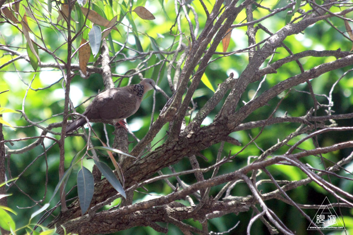 172 台北 ～台湾の野鳥～_c0211532_23568.jpg