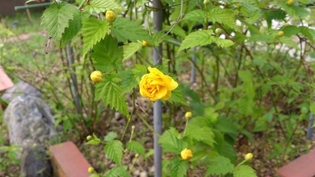 e0305733_61881.jpg