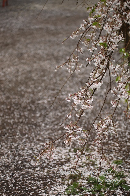 a0207736_0392218.jpg