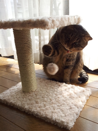 【ゆきねこ雑貨店】まるまるふわふわキャットタワー猫 空しぇる編。_a0143140_19594578.jpg
