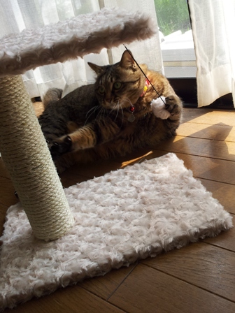 【ゆきねこ雑貨店】まるまるふわふわキャットタワー猫 空しぇる編。_a0143140_2021036.jpg