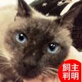 ねこひと会が保護した東日本大震災被災猫 No.C151〜300_e0316841_14464996.jpg