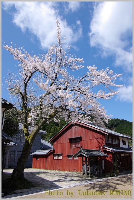 熊川宿の一本桜_b0162847_131442.jpg