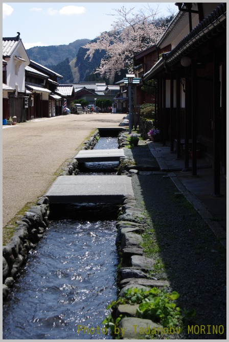 熊川宿の一本桜_b0162847_19048.jpg