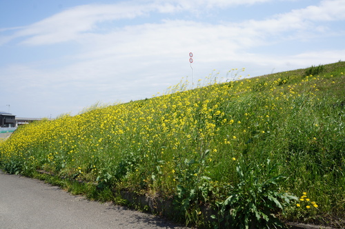 田舎の子って・・・_b0214647_11432974.jpg