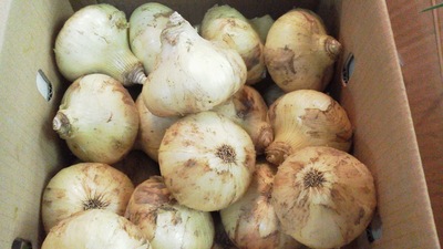 新たまねぎ/Season-Fresh Onion_b0203048_1028671.jpg