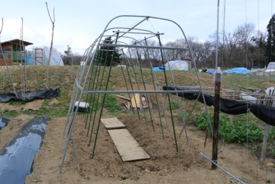 植え付け準備_c0063348_22163531.jpg
