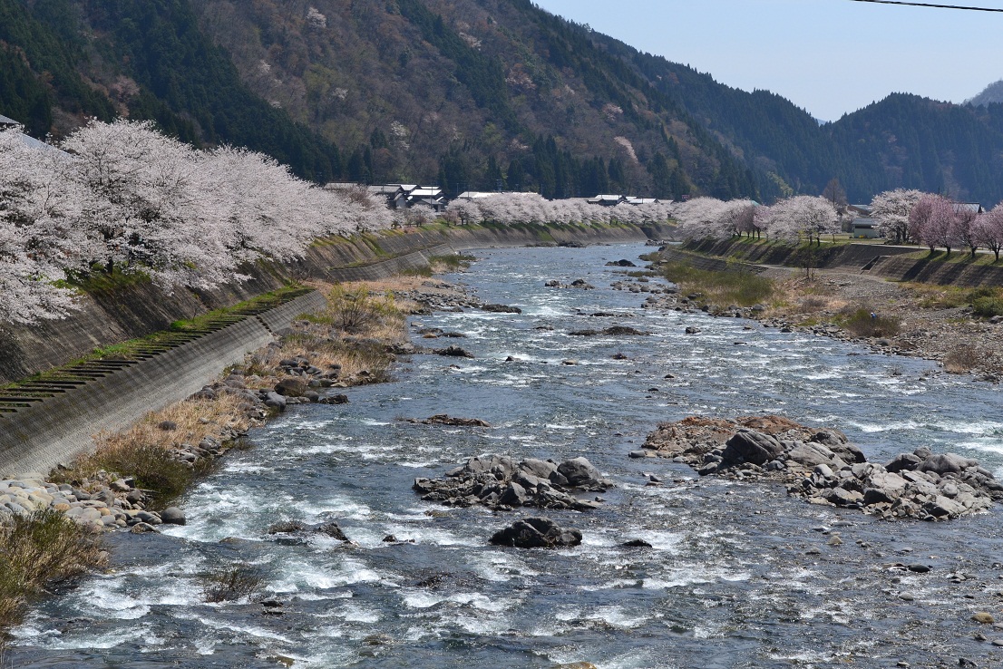 長良川の清流と桜と。_a0055650_0483464.jpg