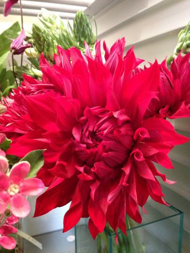 バンダ 他 Flowers 請西東のお花屋さん