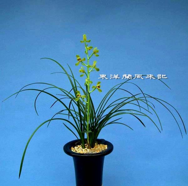 中国蘭一茎九華「楼梅」　　　　　　　　　　　　　　　　Ｎｏ．４８５_f0178953_21561491.jpg