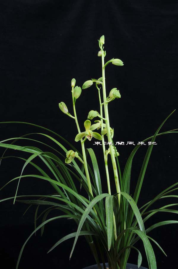 中国蘭一茎九華「楼梅」　　　　　　　　　　　　　　　　Ｎｏ．４８５_f0178953_21562429.jpg