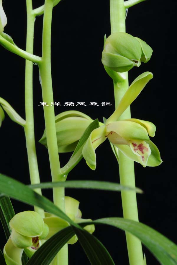 中国蘭一茎九華「楼梅」　　　　　　　　　　　　　　　　Ｎｏ．４８５_f0178953_21563413.jpg