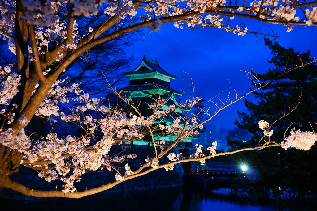 Night Viewing 長野県松本市 松本城 夜桜 Photo 行雲流水