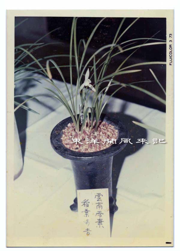 ○中国杭州寒蘭・素心「山採り（仮名:雲素）」 14-19 ○ 春蘭 寒蘭