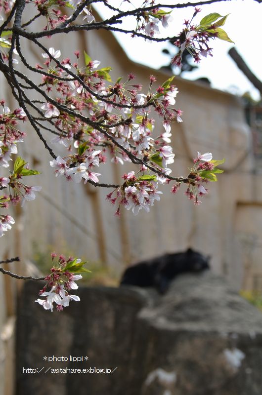 葉桜とクマゴロウ_b0024758_0103031.jpg