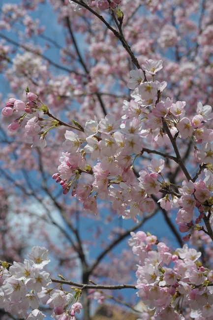 桜Ⅱ_c0157761_921587.jpg