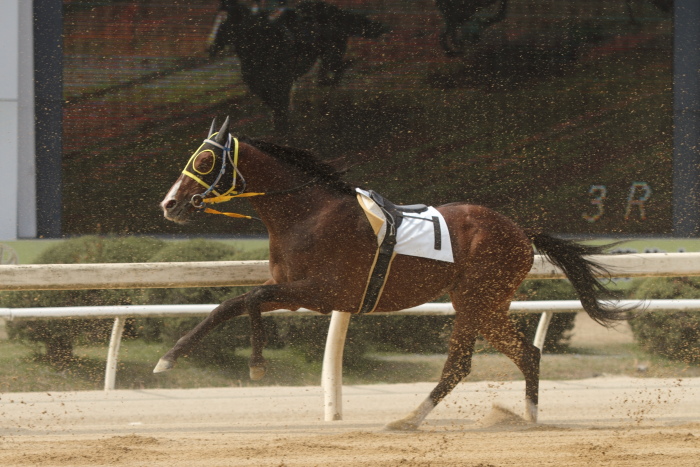 2013年3月24日（日） 福山競馬 3R ありがとう福山けいば実況・アナウンサー記 3歳1条件_a0077663_1327646.jpg