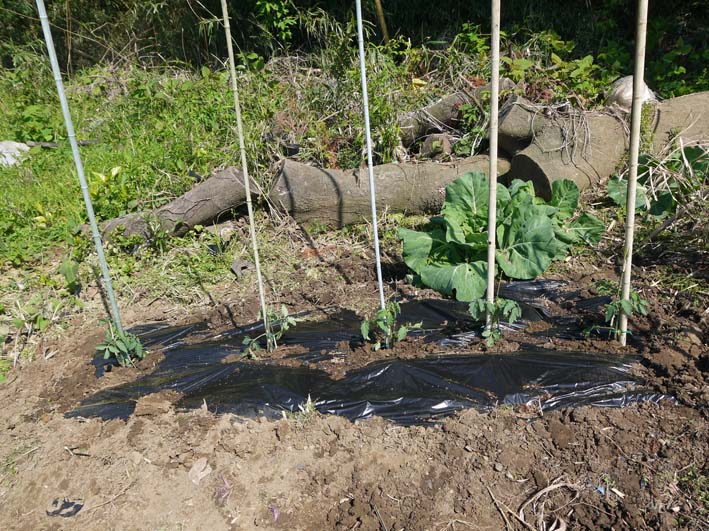 昨年より4日早く、トマトの苗を植え、キヌサヤ初収穫：4・12_c0014967_2217595.jpg