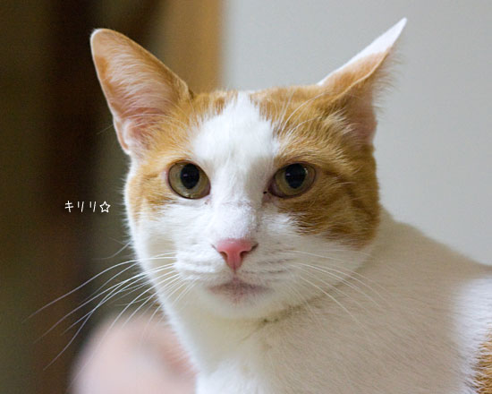 猫の回復力_a0119470_210410.jpg