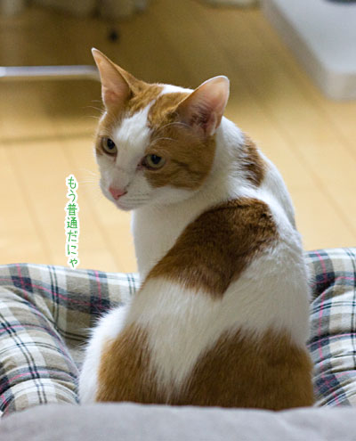 猫の回復力_a0119470_295512.jpg