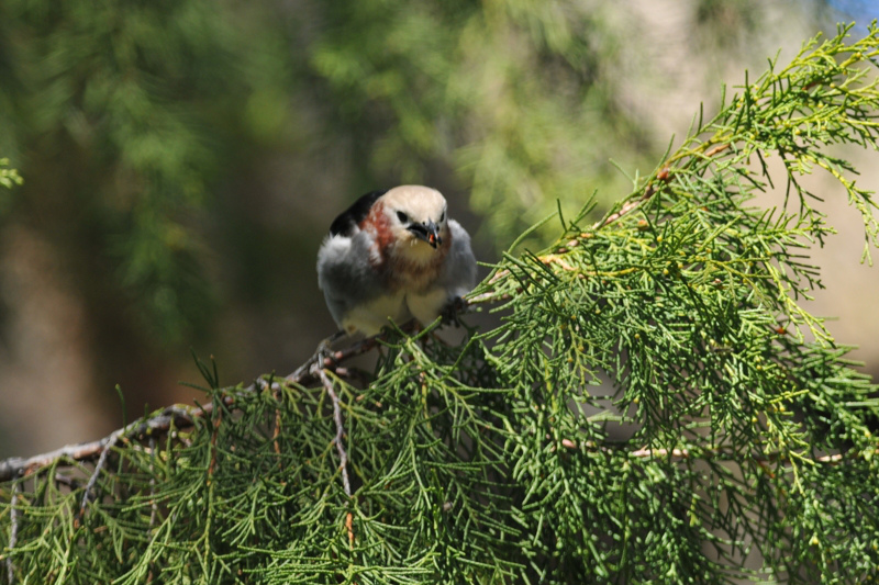 夏鳥　コムクドリ_f0053272_14133335.jpg