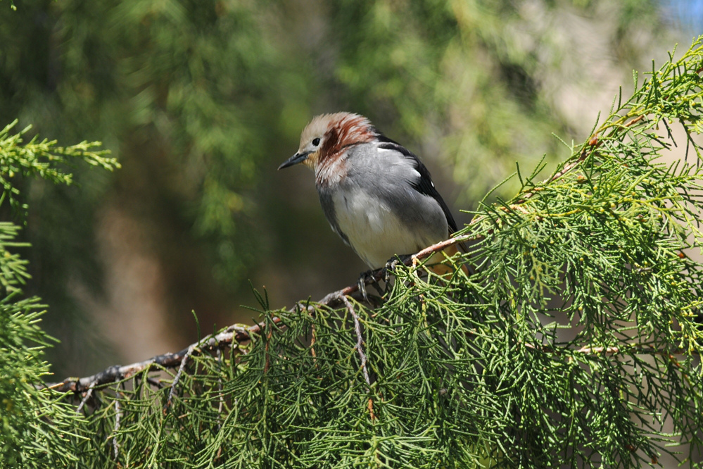 夏鳥　コムクドリ_f0053272_1443146.jpg