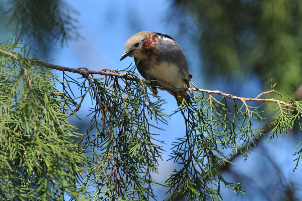 夏鳥 コムクドリ_f0053272_14447100.jpg