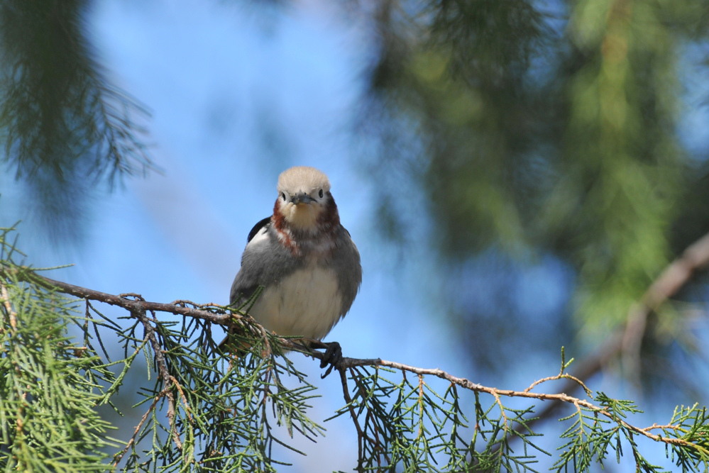 夏鳥 コムクドリ_f0053272_1445827.jpg
