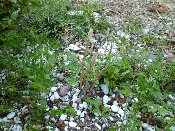 f0200477_7124499.jpg