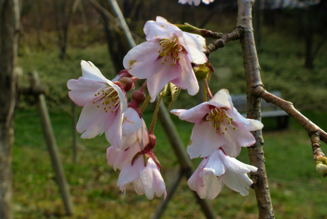 京都の枝垂桜_d0245378_17263447.jpg