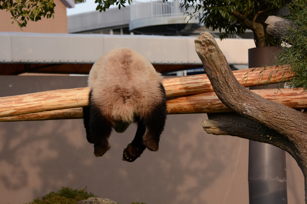 ２０１３年３月白浜パンダ見隊２その４　桜パンダ_a0052986_0125221.jpg