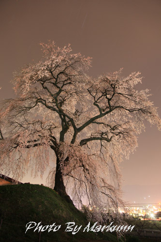 麻績の里　石塚桜_e0180387_14483533.jpg