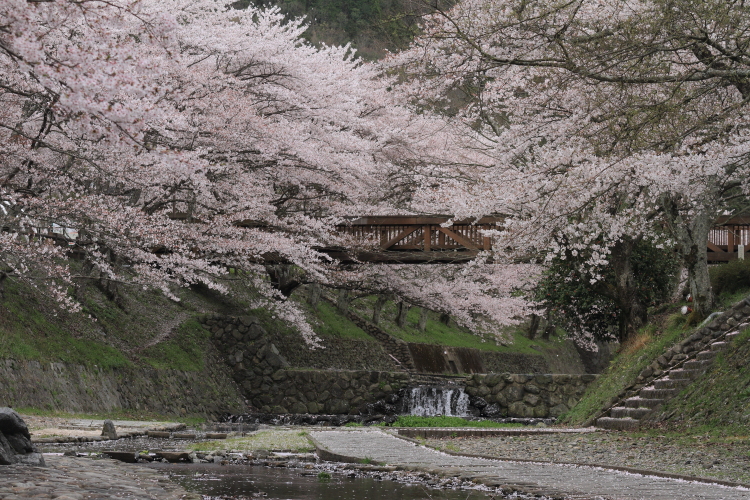 七谷川 和らぎの道 京都写真 Kyoto Photo