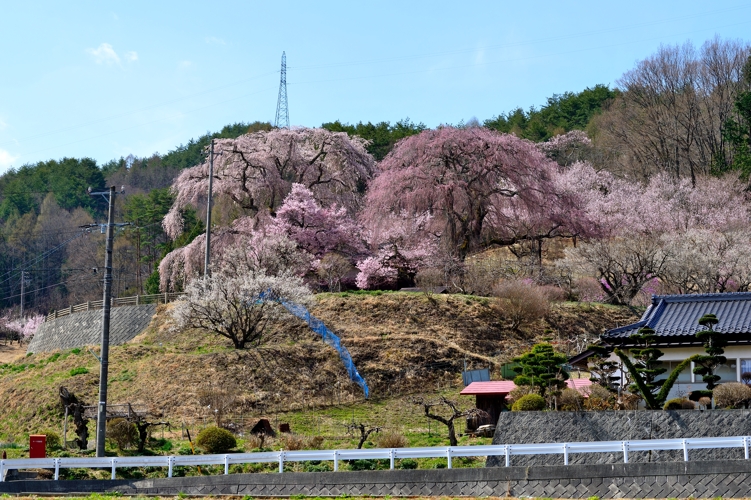 勝間のしだれ桜_f0103688_21385327.jpg