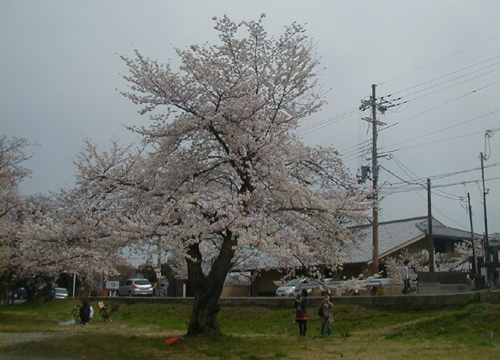 ●嵐山駅前の変化、その２５９（桜の林、温泉）_d0053294_1155970.jpg